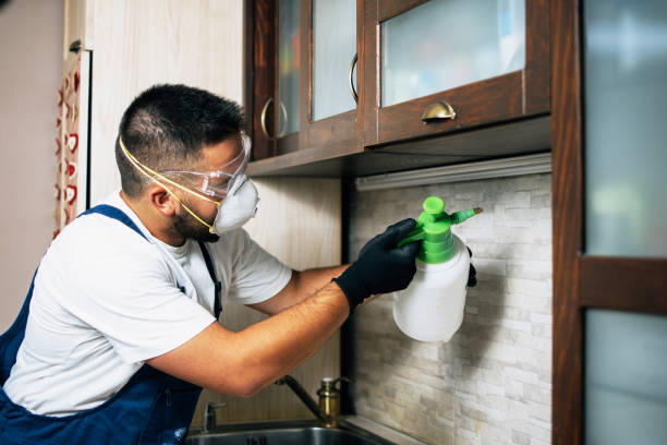 Best Termite Control Services  in Hydesville, CA