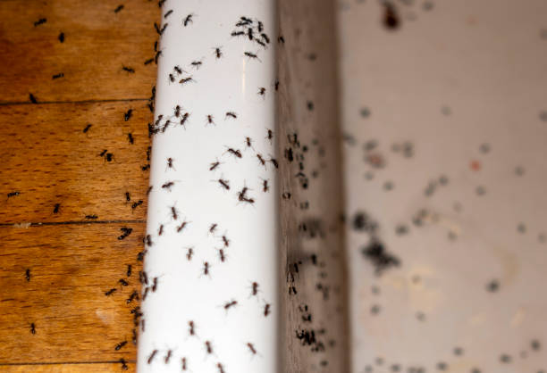  Hydesville, CA Pest Control Pros
