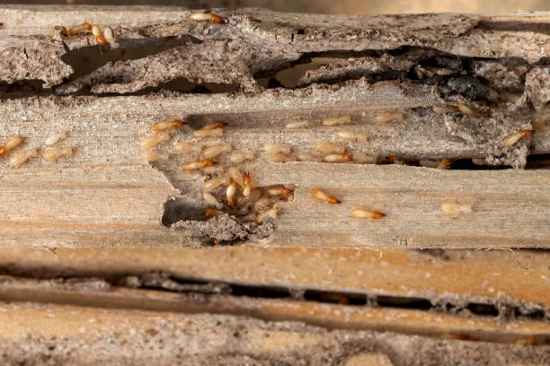 Best Termite Control Services  in Hydesville, CA